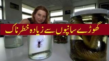 گھوڑے سانپوں سے زیادہ خطرناک