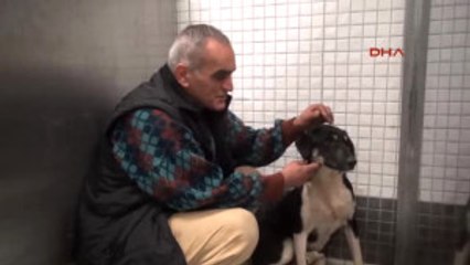 Hayvansever Nevzat Eski, Emekli Maaşıyla 60 Köpek ve 6 Kediye Bakıyor