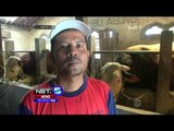 Jual Sapi Jumbo Untuk Hewan Kurban di Magelang, Jawa Tengah - NET5