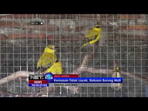 Kemasan Tidak Layak, Ratusan Burung Hias Mati di Solo - NET5