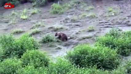 7 World's Largest Eagle Attack - Eagles vs. Bears vs. Fox vs. Humans