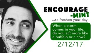 Encourage-Mint. When a storm comes in your life, do you act more like a buffalo or a cow?