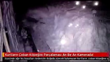 Kurtların Çoban Köpeğini Parçalaması Anbean Kamerada!