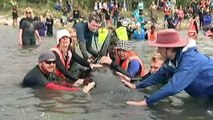 Whales beach themselves again as rescuers persist