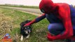 Spiderman in Real Life Cows Shepherd Spider-man & Hulk Saved by Doctor! Driving Superhero SHMIRL :)