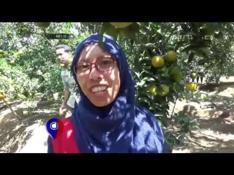 Wisata Jeruk Petik di Batu, Jawa Timur - NET12