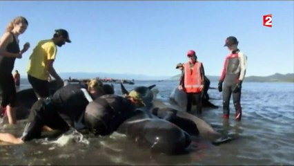 Nouvelle-Zélande : le mystère des baleines échouées