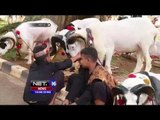 Kontes Kambing dan Domba Garut - NET16