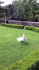 white peacocks
