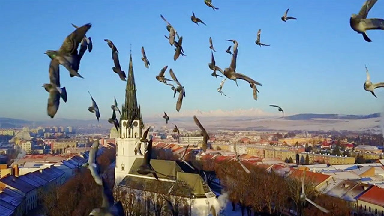 Pigeon Flock Collides With Expensive Drone