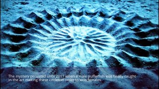 Top 10 Ocean Phenomena
