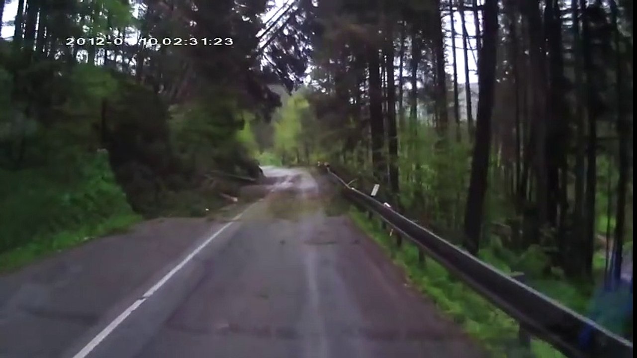 Forest fell on the car