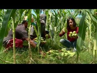 Surlib Jagung di Gorontalo - NET12