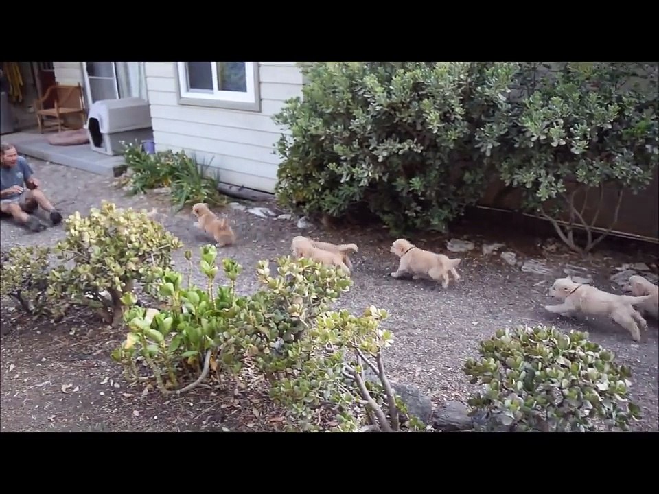 Attaque de chiots Golden Retriever