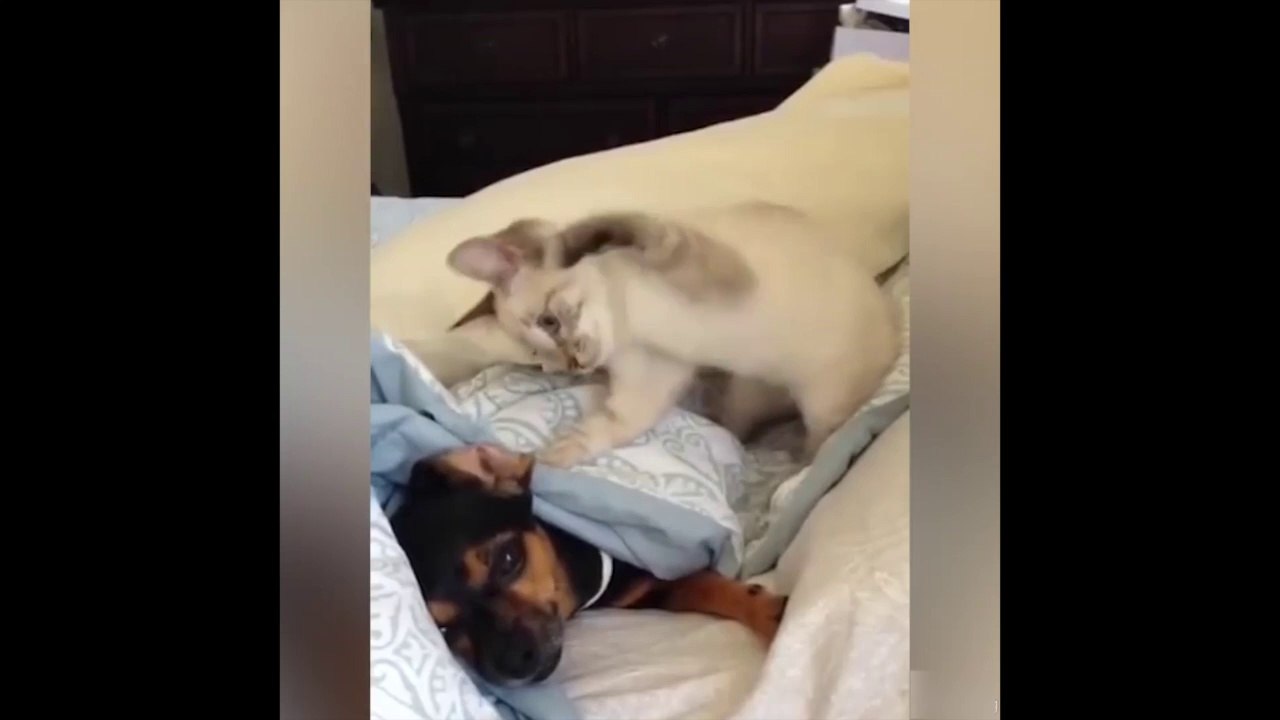 Un chaton embête un chien !