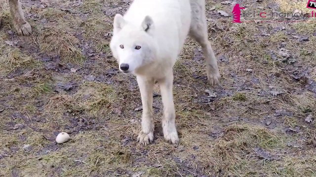 Parc Sainte Croix : une ouverture hivernale avant l'arrivée des gibbons