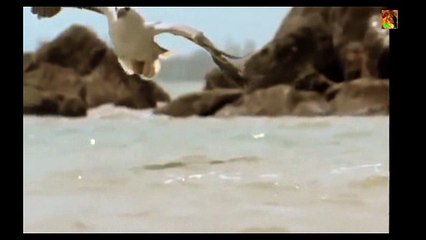 BIRDS HUNT SNAKE, HOW POSSIBLE