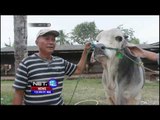 Mat Aji, Penjual Sapi Kurban Terbesar di Lampung - NET12