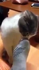 A reacção de um Gato ao cheirar o Chulé do dono