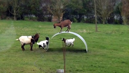Cabras descobrem divertimento engraçado