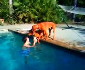 Cães em pânico de ver o seu dono mergulhar na piscina