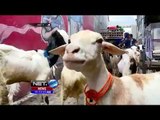 Bustaman, Kampung Kambing Legendaris di Sudut Kota Semarang - NET5