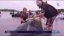 Baleines échouées en Nouvelle-Zélande : toujours pas d'explication scientifique