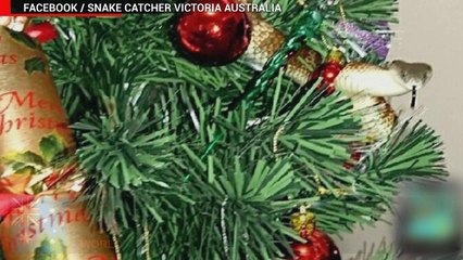 Mulher australiana encontra mortal cobra tigre em árvore de natal.