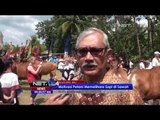 Lomba Sapi Hias Meriahkan Festival Lovina di Buleleng Bali - NET24