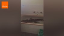 Man Takes a Shower Alongside Crocodile