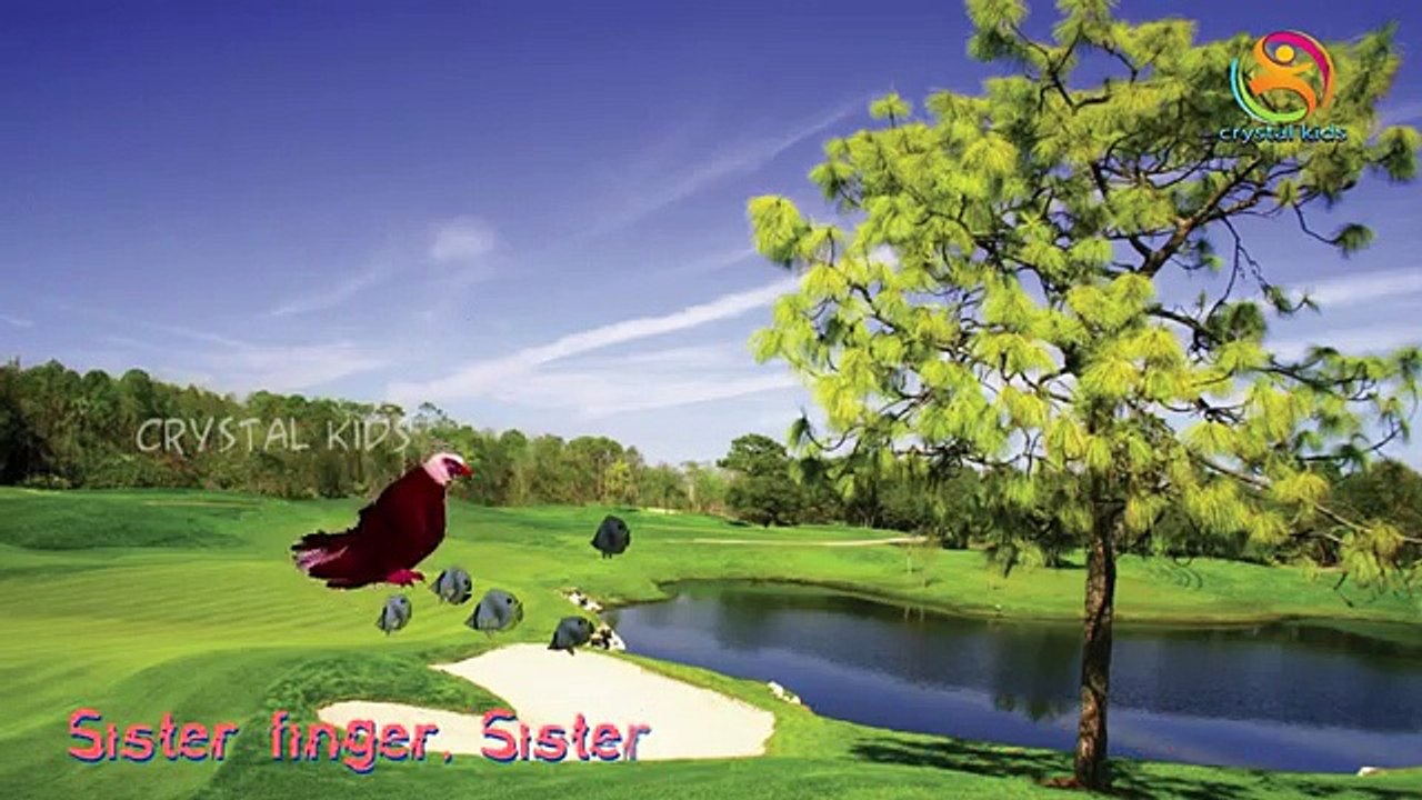 Birds Finger Family Nursery 3d rhymes | 3d Animals | Eagle finger family rhymes