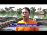 Sungai Martapura Menjadi Hijau, Ribuan Ikan Mati - NET5