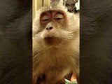 World's Most Spoiled Monkey Demands to Be Groomed