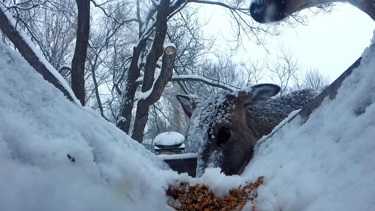 Deer covers GoPro in snow then licks lens clean