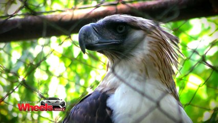 Angel drives a Nissan Navarra around Davao