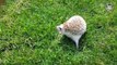 Happy Hedgehogs Cute Pet Video Compilation 2017-NstJWd-9FOA