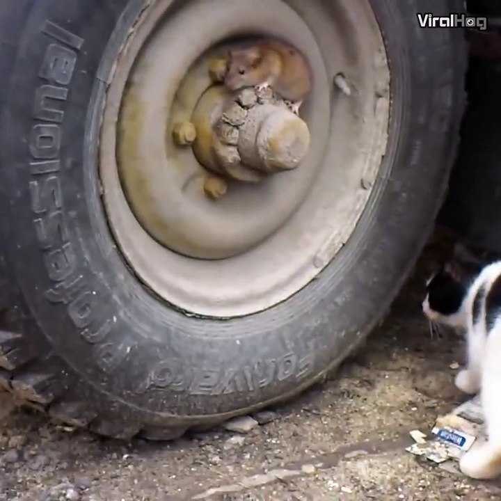 World: 'Tom and Jerry' are real ||  Mundo: "Tom e Jerry" são reais