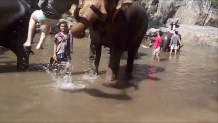 Elefante faz mulher voar! E o elefante vingativo!