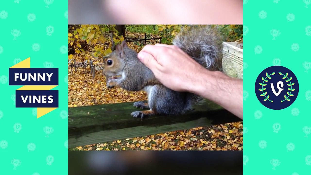 Funny Animal, Baby & Kid Noises & Strange Sounds Compilation-WRATKZoZ2lo