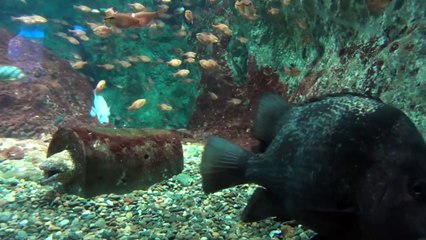 飯田祐巳の海の生き物と触れ合う♡【新江ノ島水族館】ウツボと魚たち