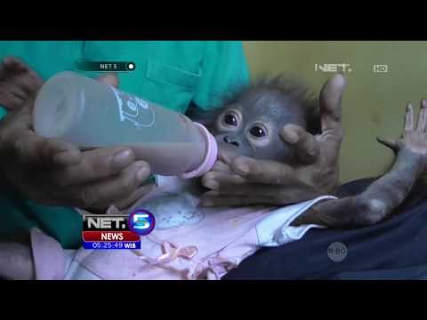 Suasana Haru Mewarnai Proses Penyerahan Bayi Orangutan - NET5