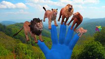 Lion Vs Elephant And Lion Vs Tiger Attacks Fight And Singing Finger Family Children Nursery Rhymes