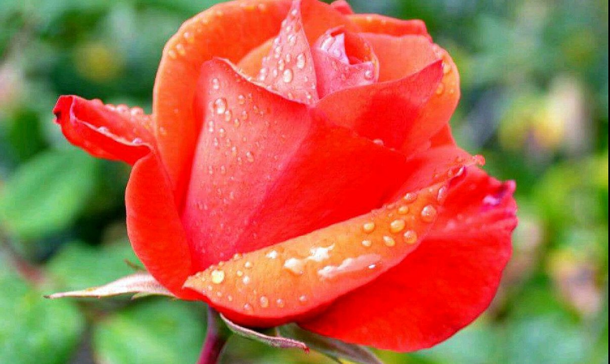 Ghazal Of FAIZ Ahmad FAIZ| Dil MeiN Ab YuN Tere Bhoole Huwe Gham Aate HeiN