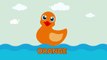 Learn Colors With Ducks / Educative content for Children and Toddlers / by Lolipapi