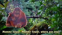 Finger Family Monkeys Nursery Rhyme | Zoo Animal song Five little Monkeys | Kids Songs For Children