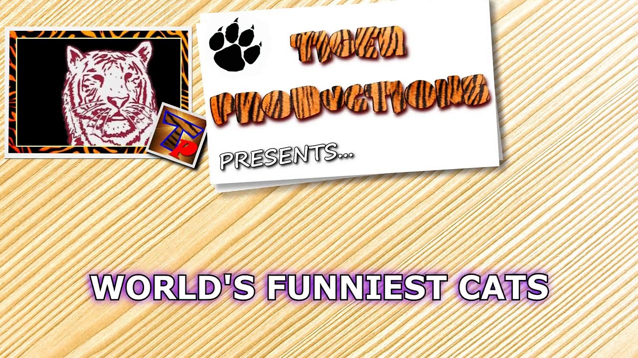 World's funniest cats and their best moments - Funny cat compilation