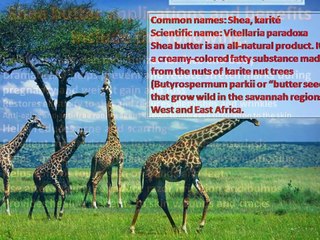 Cosmetics Made up of Pure unrefined Shea Butter