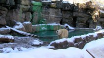 Zoo View Polar Bears - Cincinnati Zoo