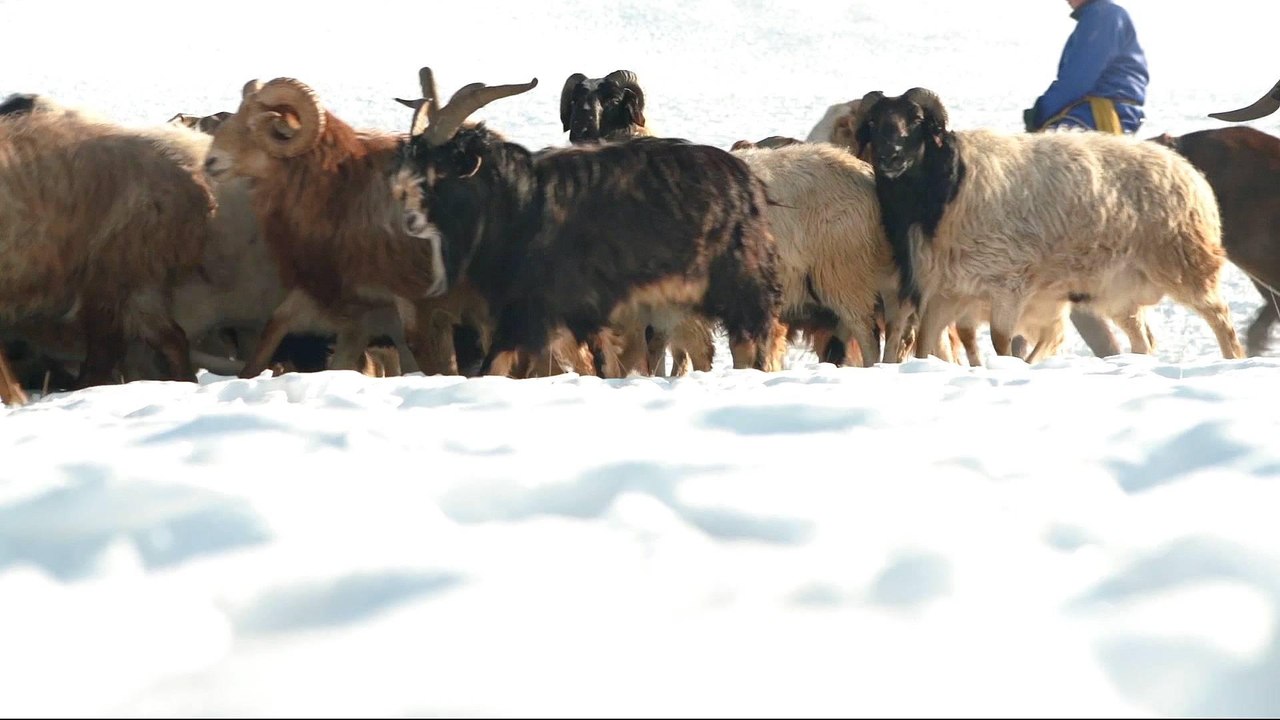 Mongolia herders hit by extreme weather
