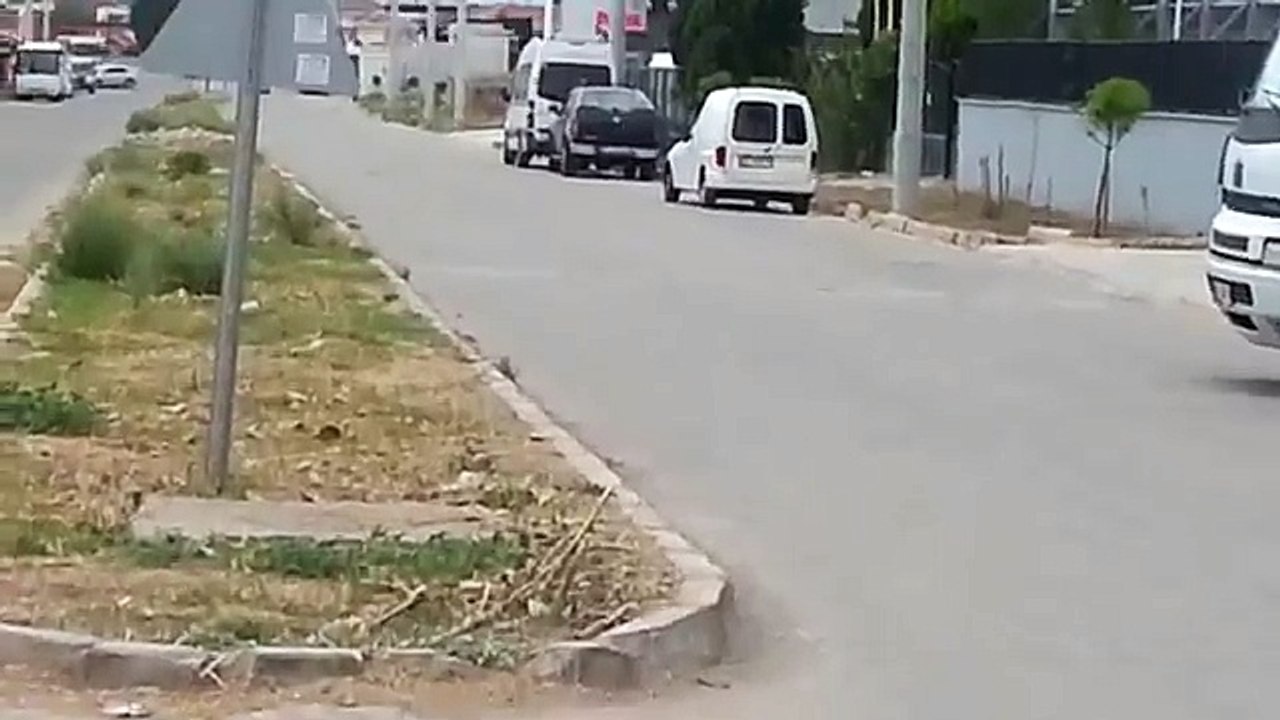 Gelinciğin inadı